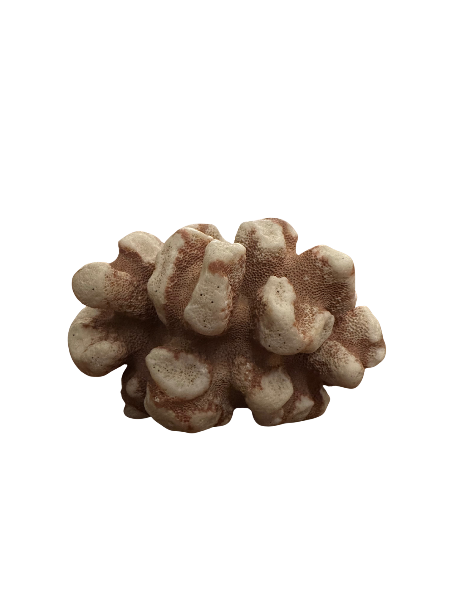 Terra Cotta and White Knobby Coral