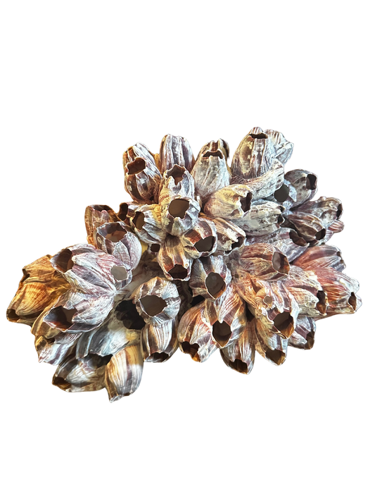Large Barnacle Cluster