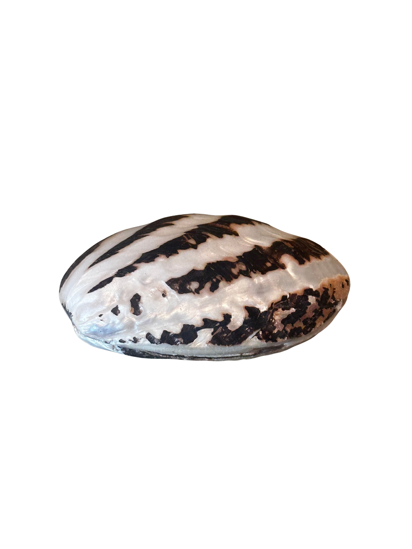 Banded Tiger Stripe Frog Claim Shell