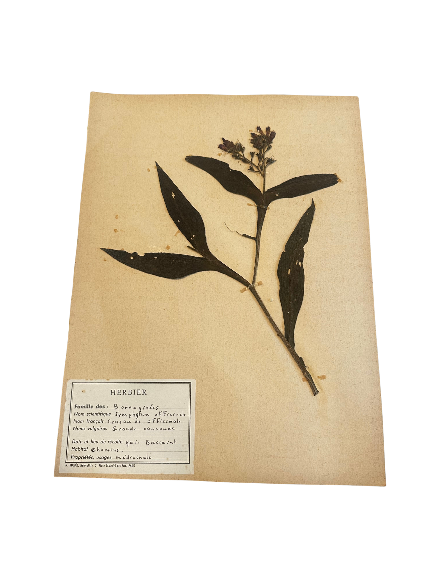 Antique French Herbarium Specimen – Symphytum officinale (Comfrey)