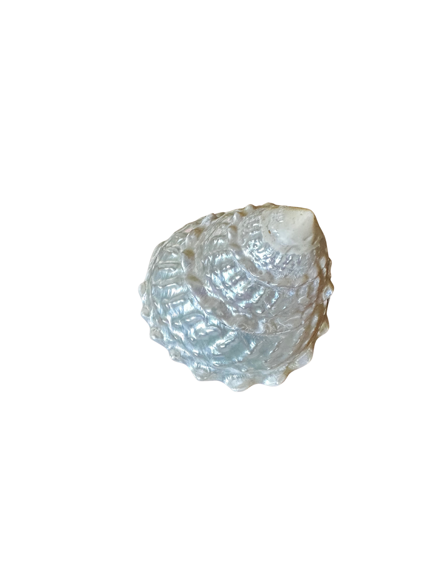 One Mother of Pearl (Turbo) Shell
