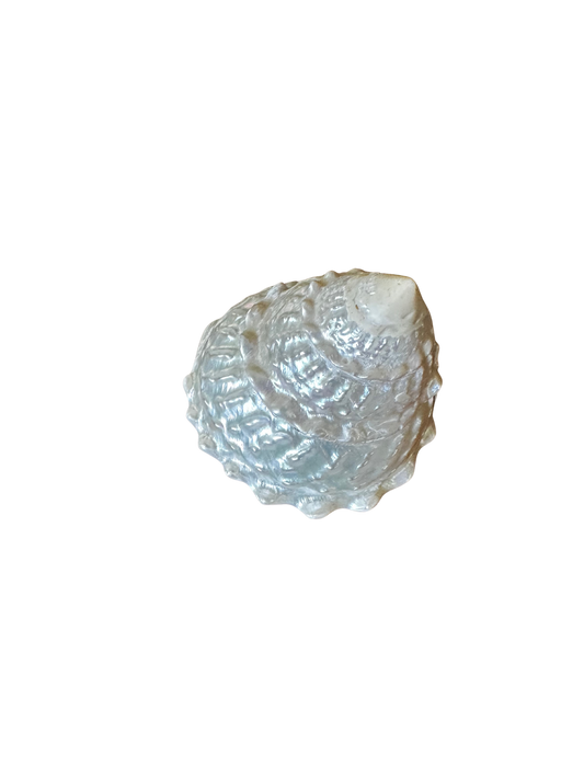 One Mother of Pearl (Turbo) Shell