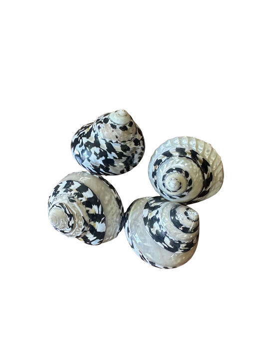 Set of 4 Vintage Zebra Striped (Cittarium Pica) Shells