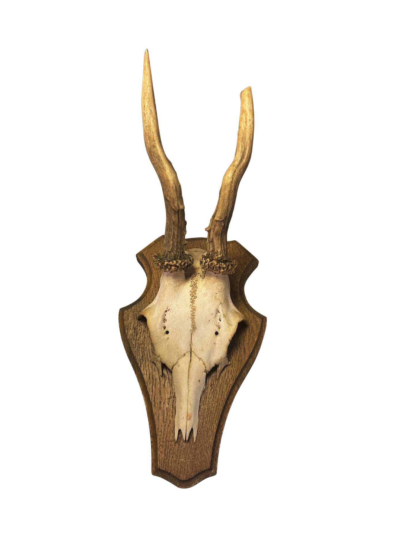Mounted Antlers on Plaque - Traditional Trophy Mount