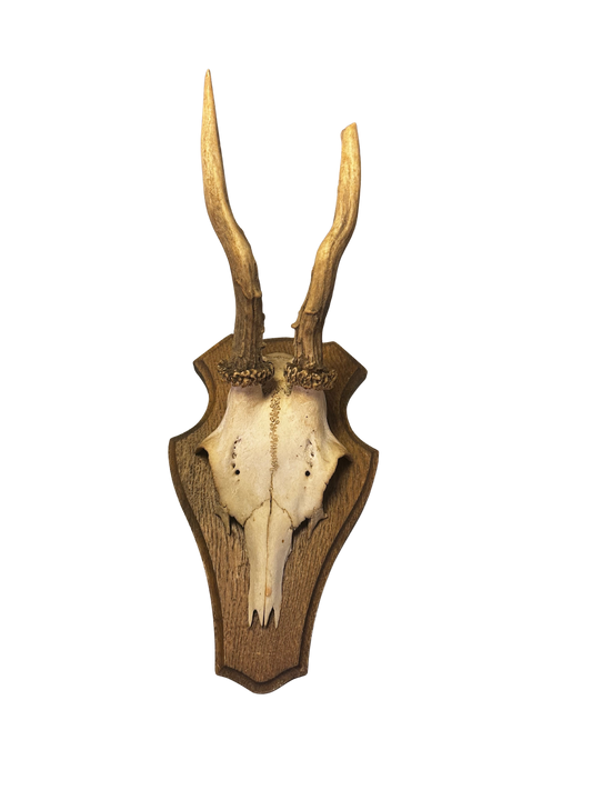 Mounted Antlers on Plaque - Traditional Trophy Mount