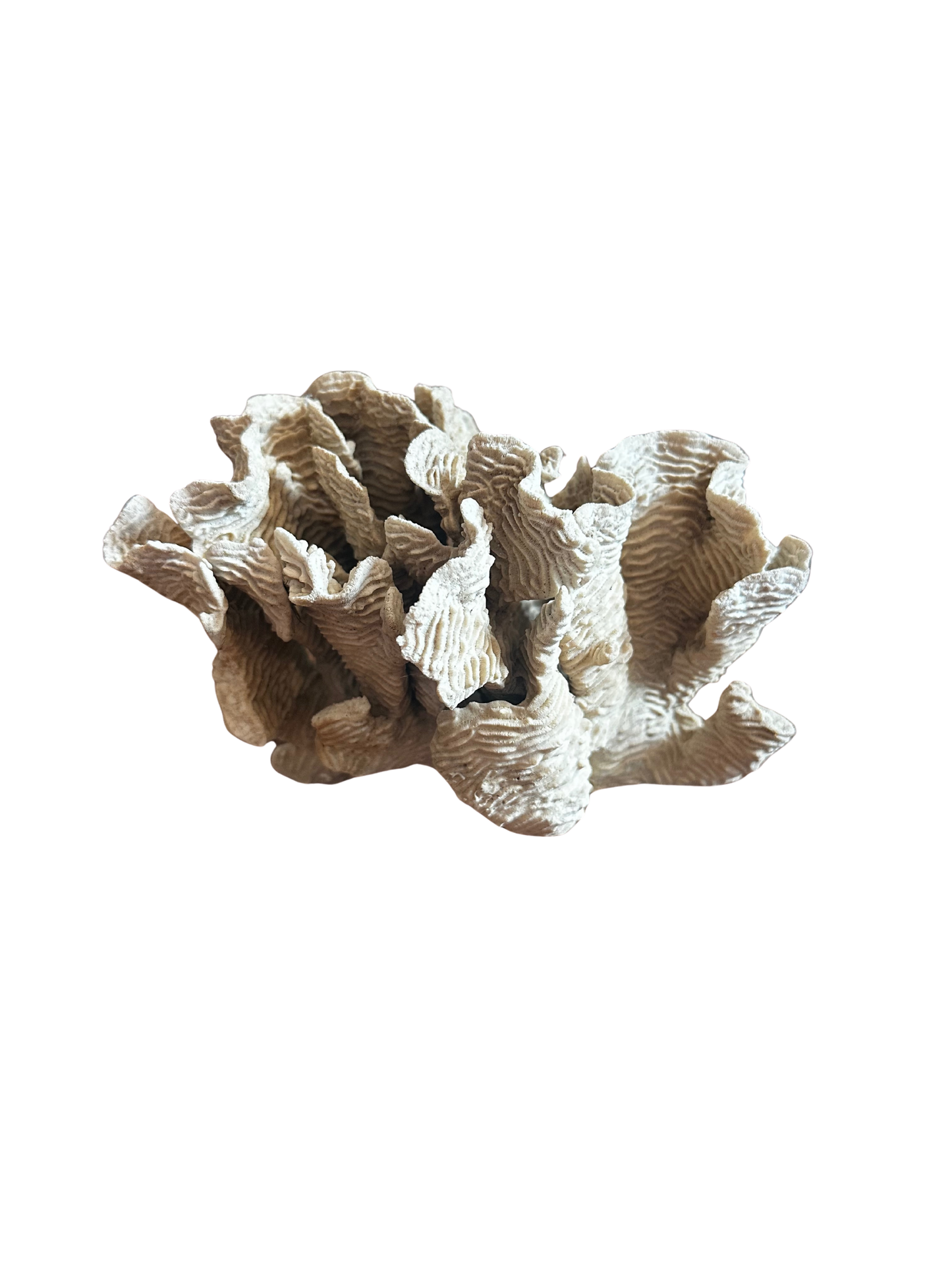 Beige Lettuce Coral Cluster