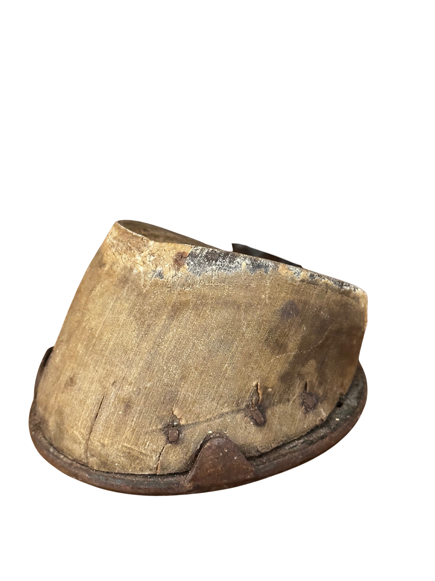 Victorian Preserved Equestrian Hoof with Iron Shoe