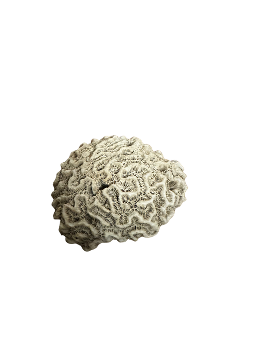 Small Dark Brain Coral
