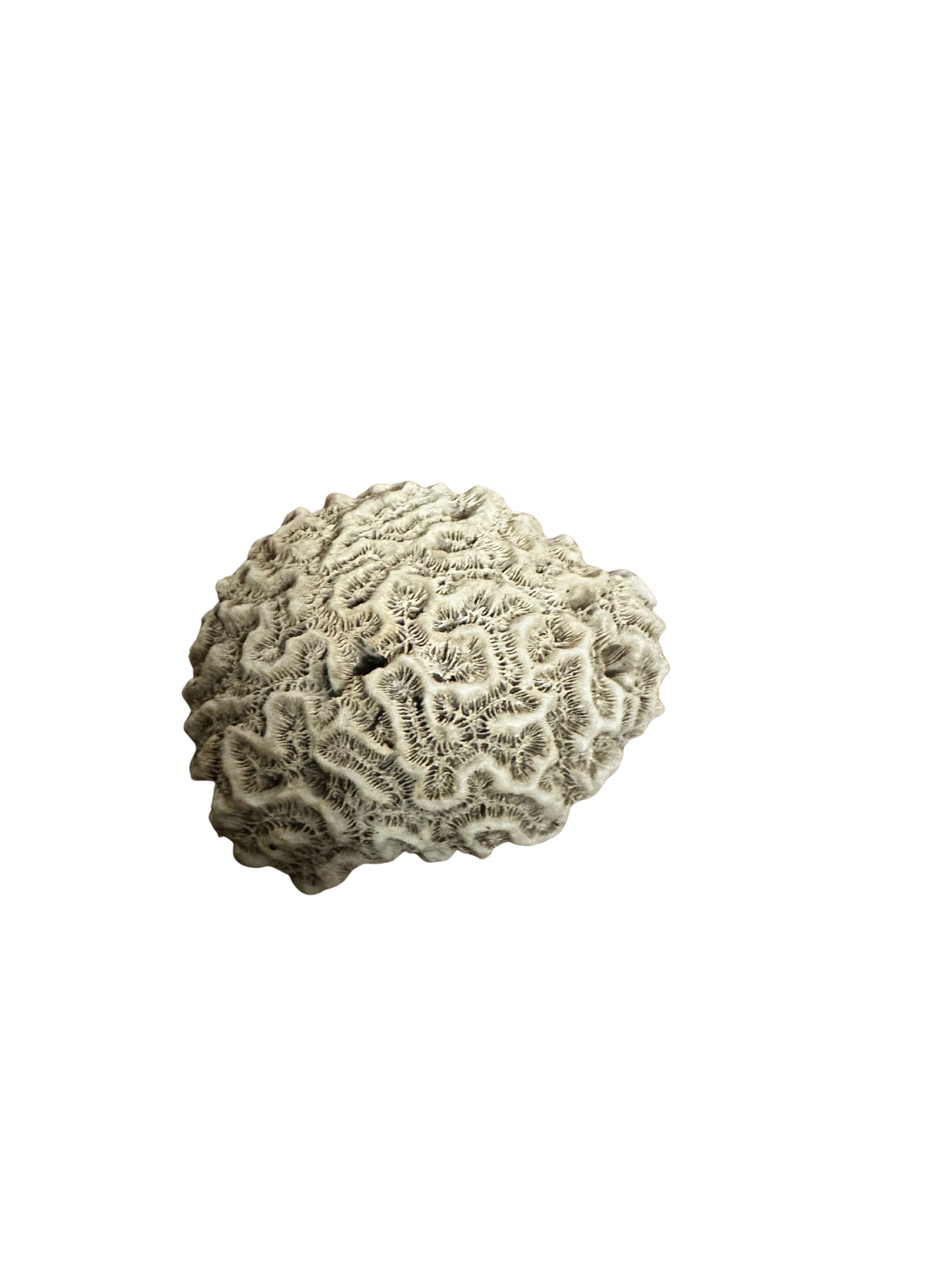 Small Dark Brain Coral