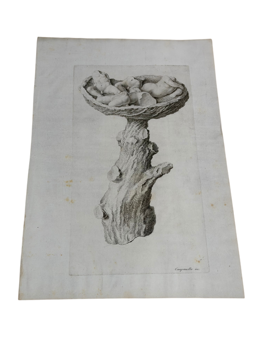 18th C Engraving - Campanella - The Nest