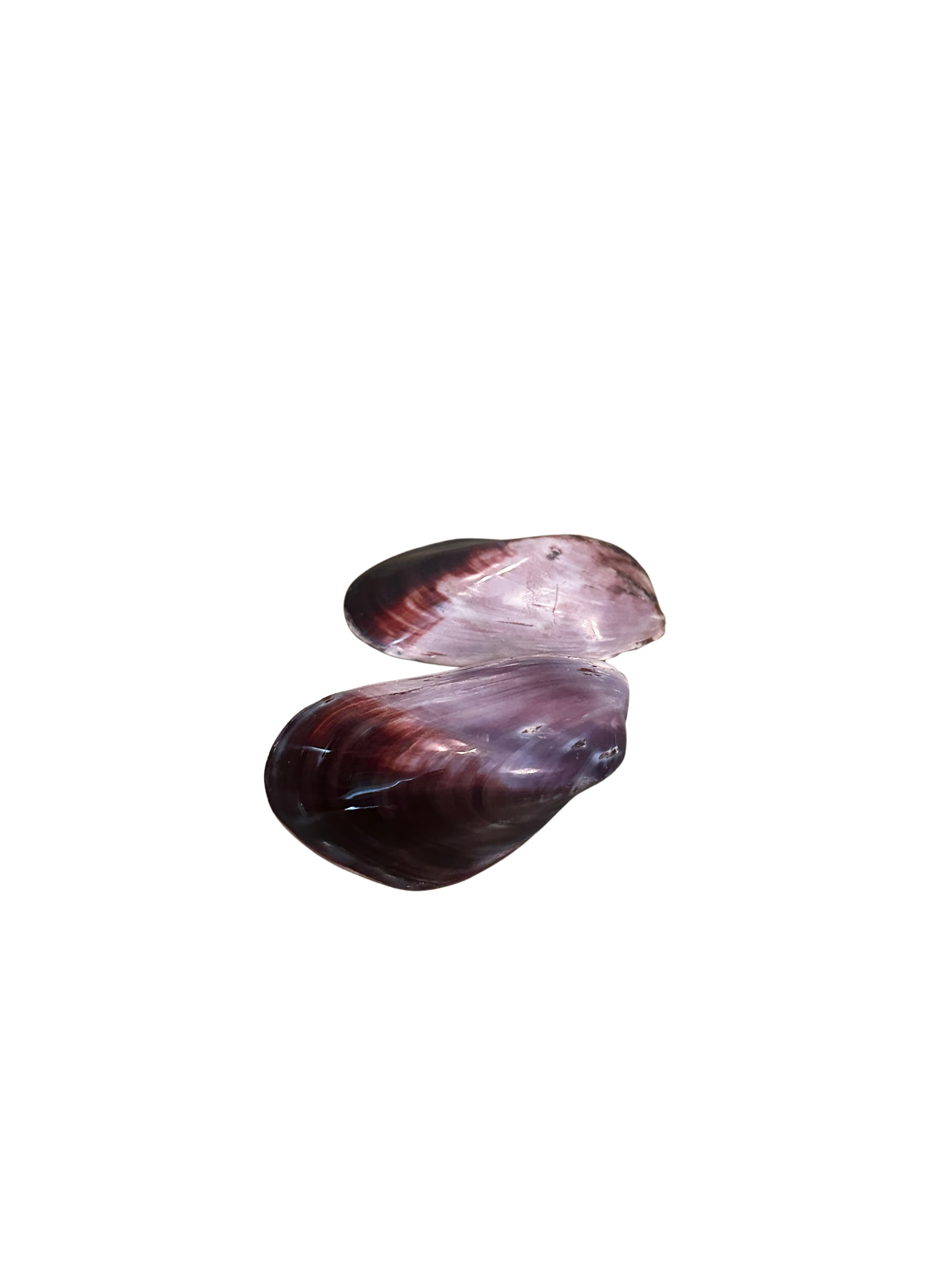 Purple Mussel Shell and Half Shell – For the Louvre of Antiques LLC