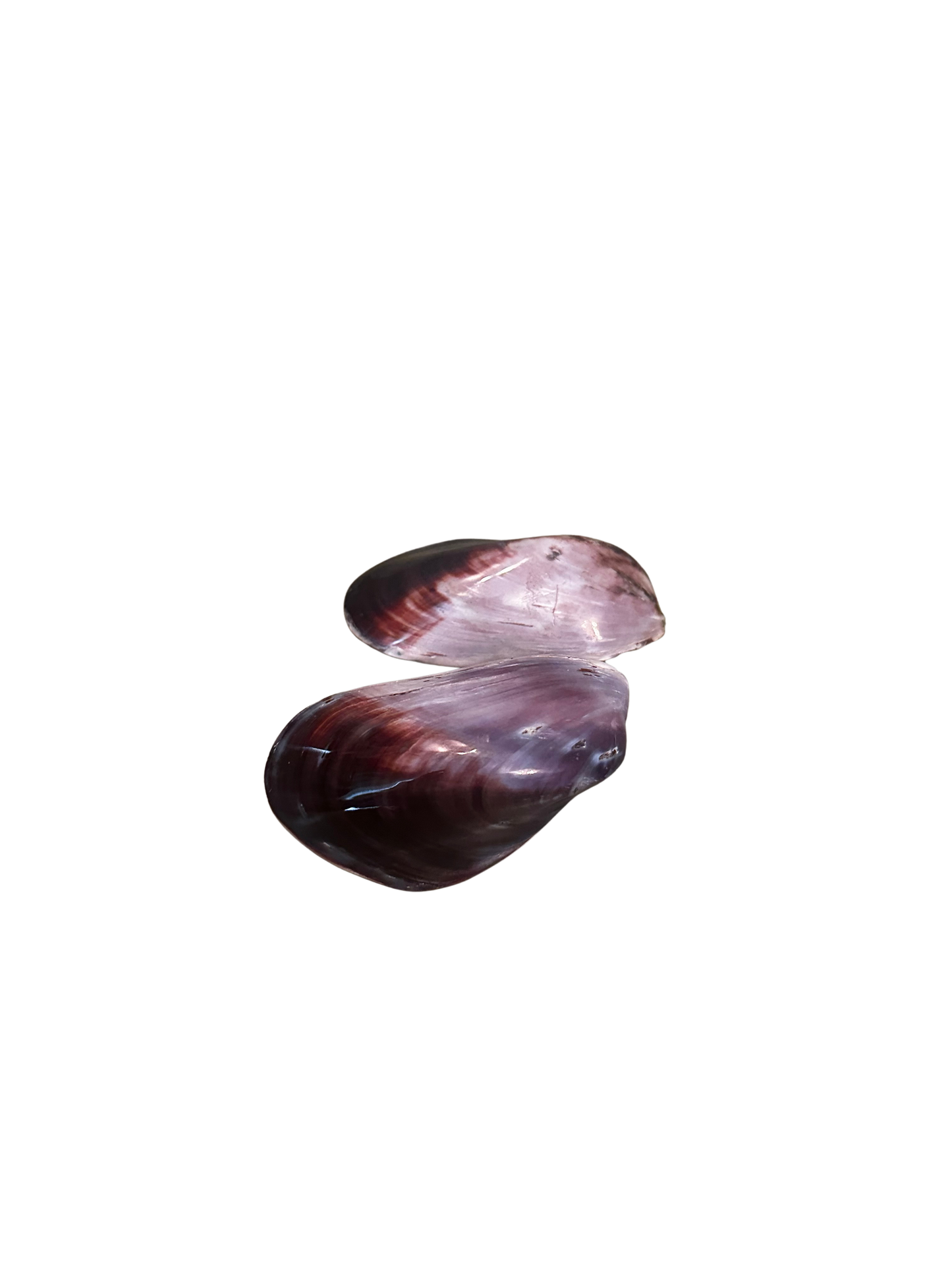 Purple Mussel Shell and Half Shell