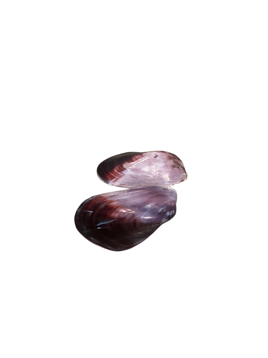 Purple Mussel Shell and Half Shell