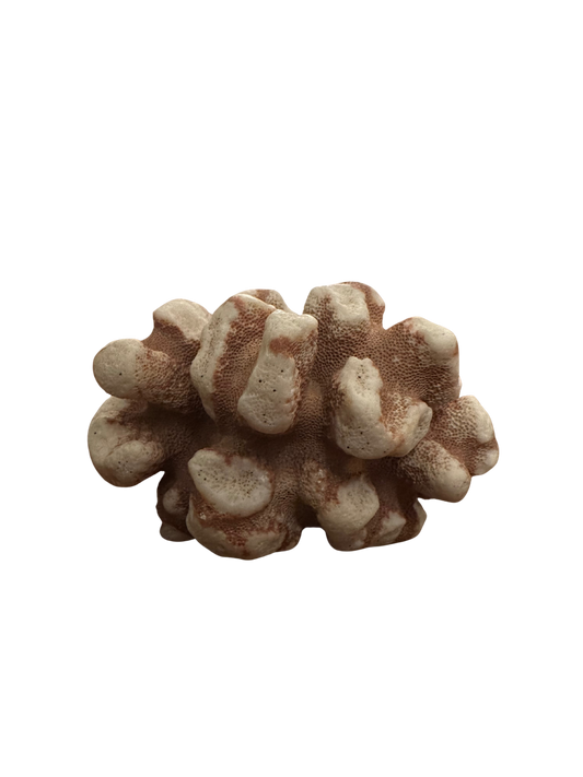 Terra Cotta and White Knobby Coral
