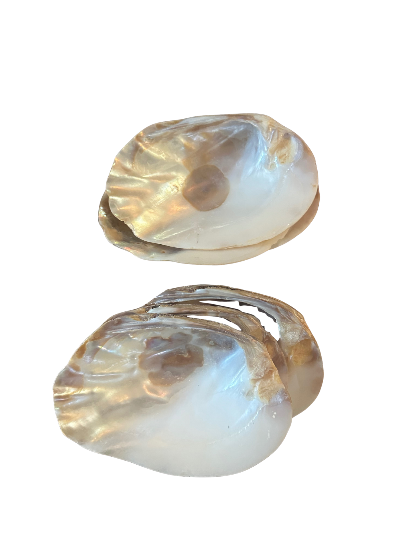 Set of 6 Natural Mother of Pearl Shell Serving Dishes