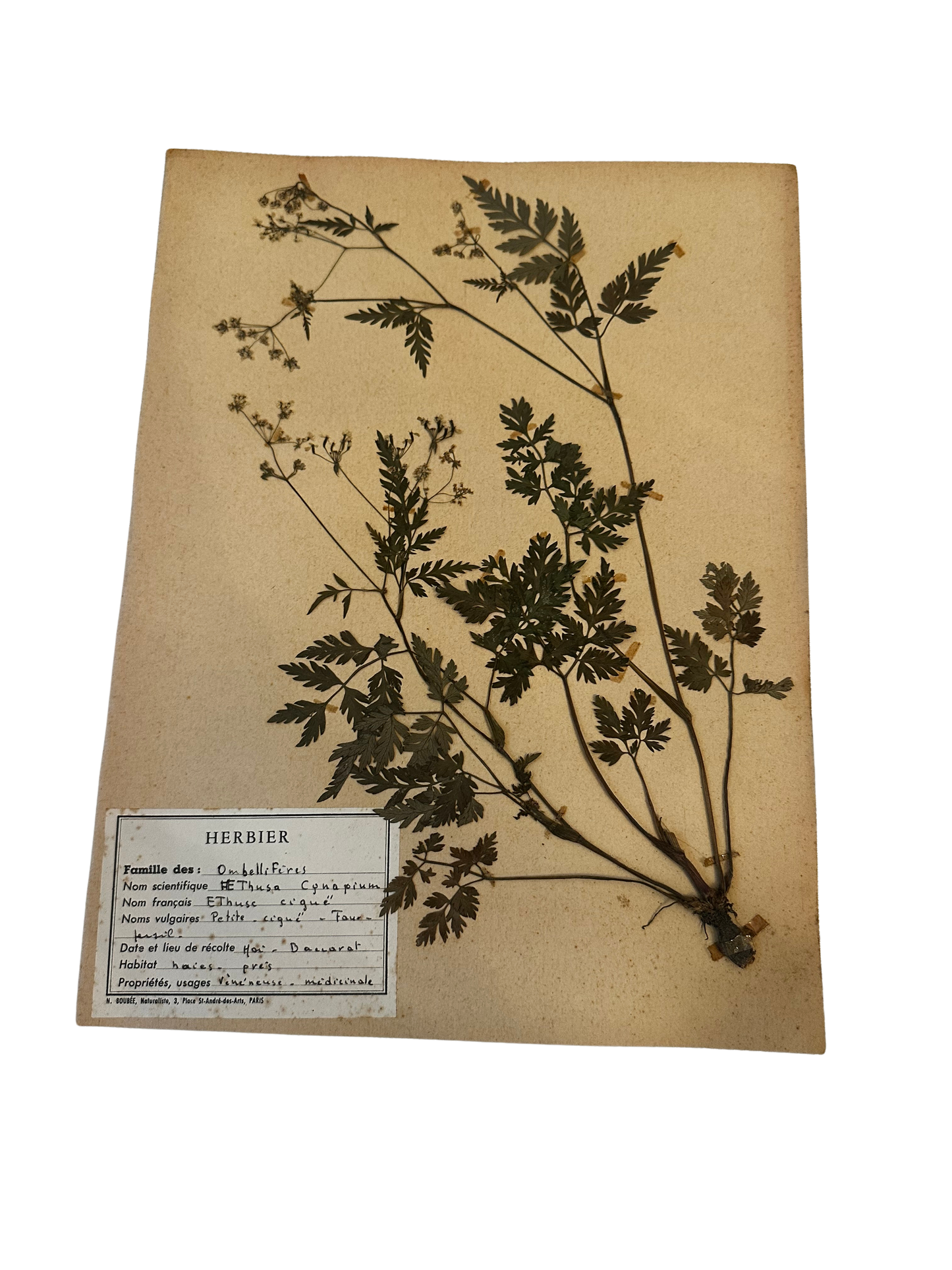 Antique French Herbarium Specimen – Aethusa cynapium (Fool’s Parsley)