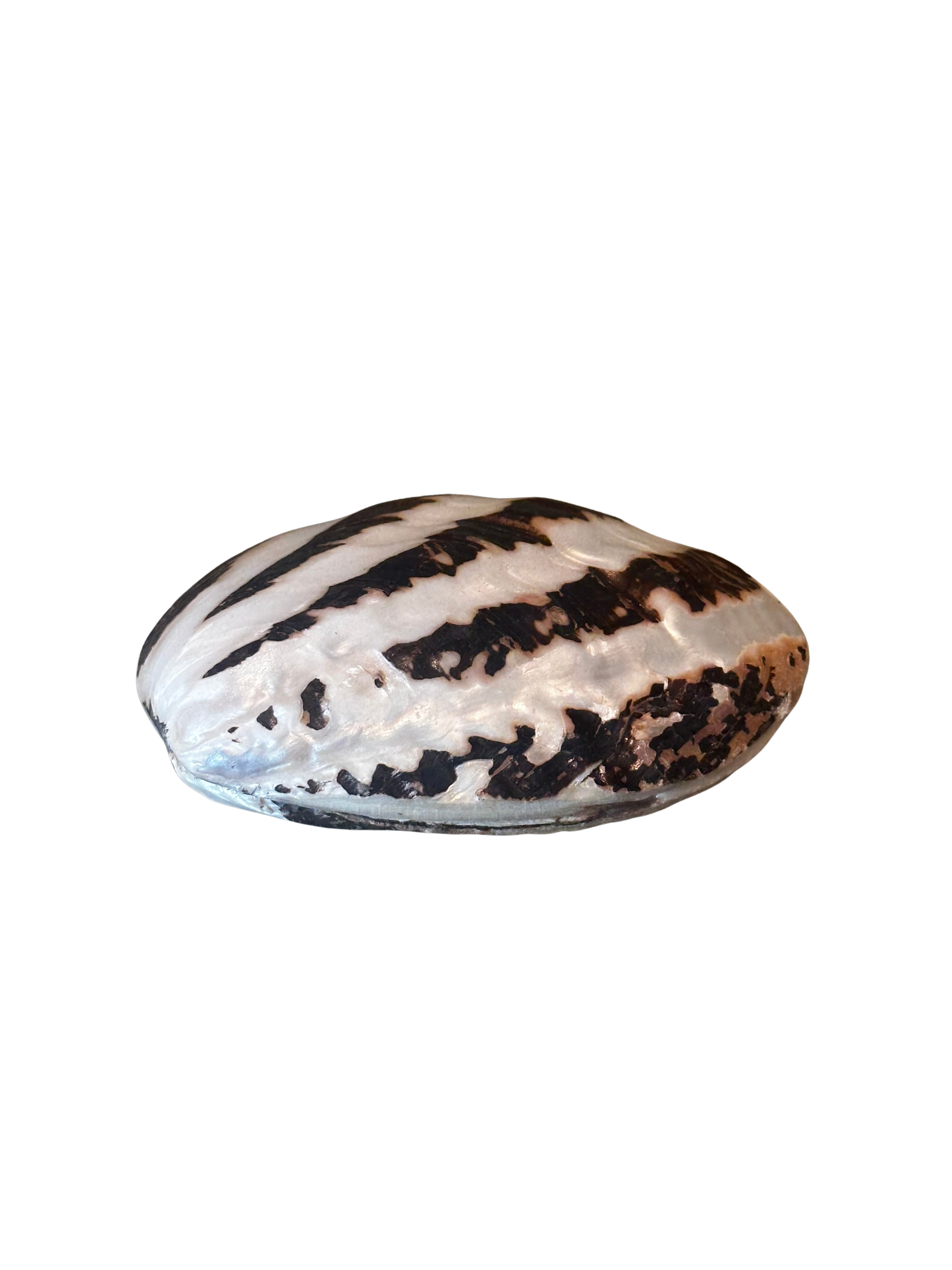 Banded Tiger Stripe Frog Claim Shell – For the Louvre of Antiques LLC