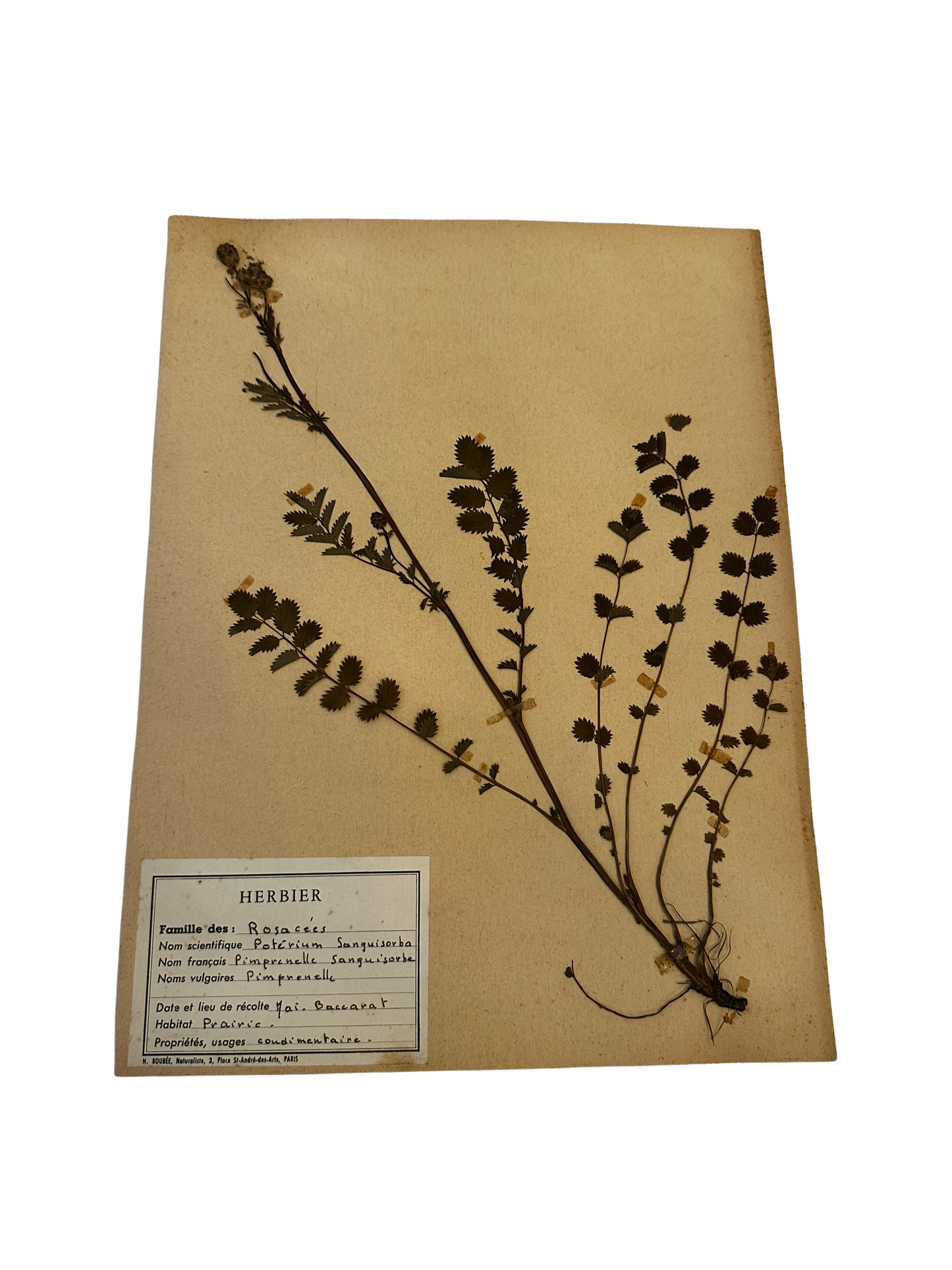 Antique French Herbarium Specimen – Poterium sanguisorba (Salad Burnet)