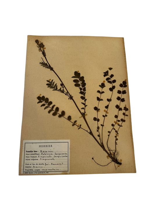 Antique French Herbarium Specimen – Poterium sanguisorba (Salad Burnet)