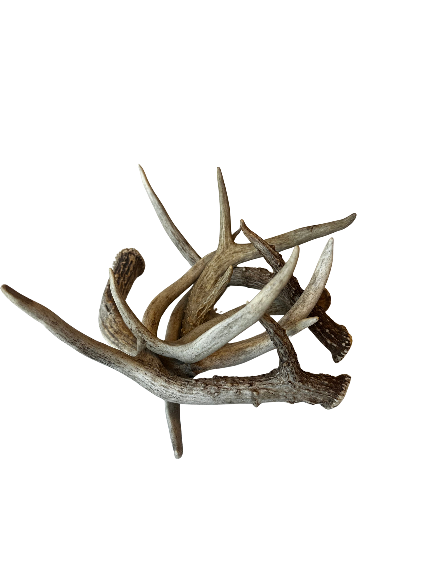 Set of 5 Whitehorn Deer Antlers