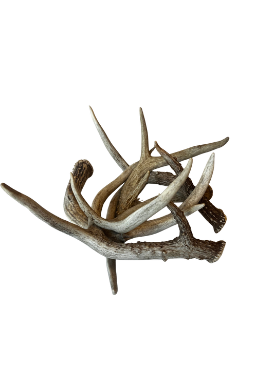 Set of 5 Whitehorn Deer Antlers