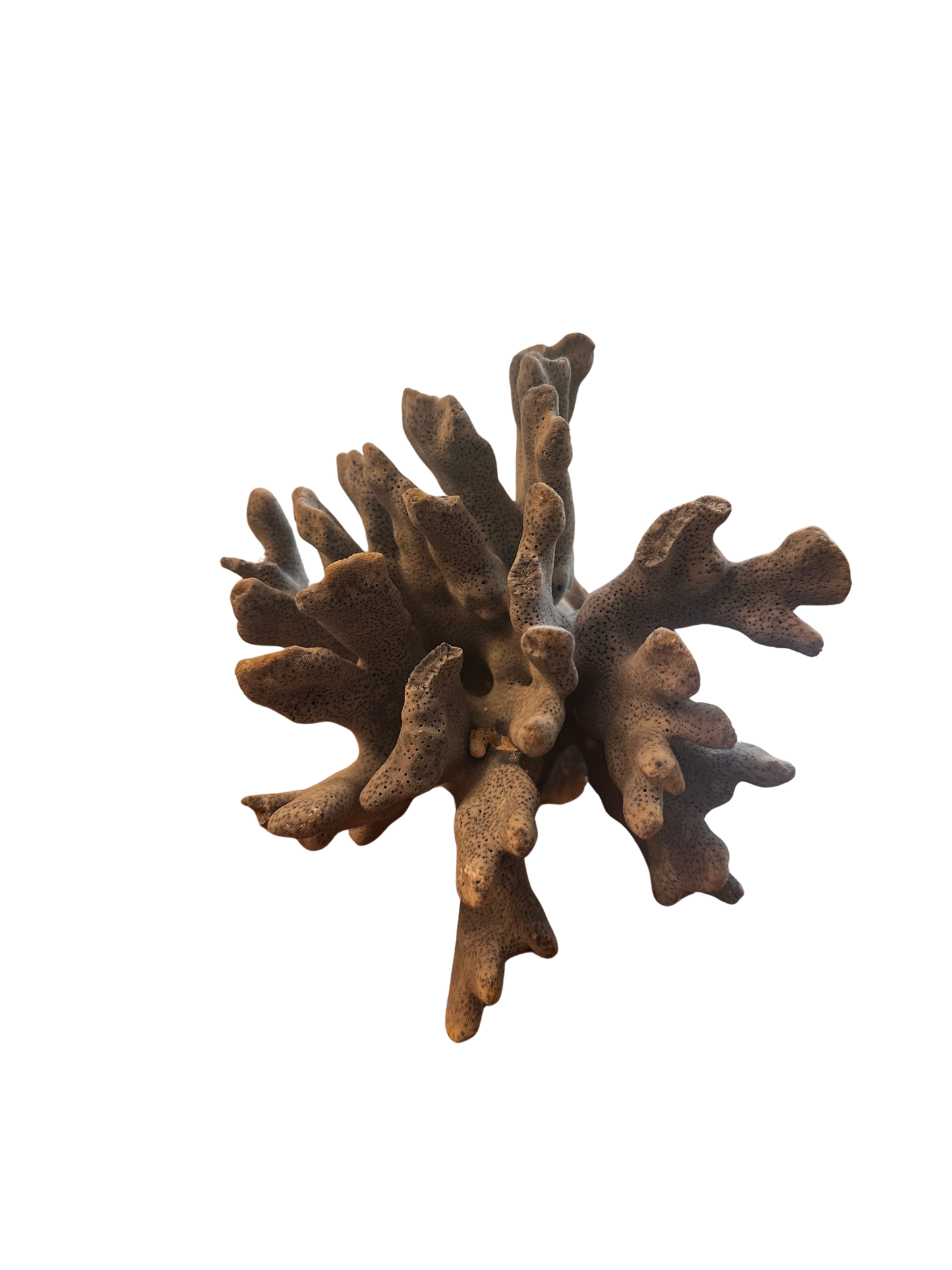 Natural Blue Coral Specimen on Marine Base