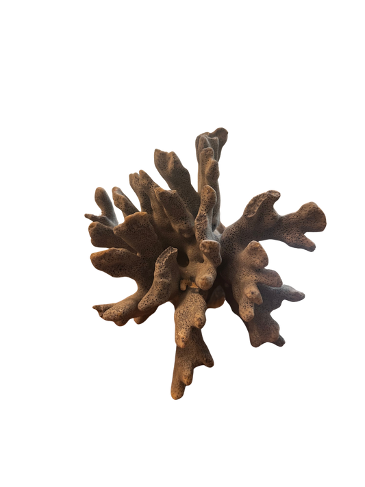 Natural Blue Coral Specimen on Marine Base