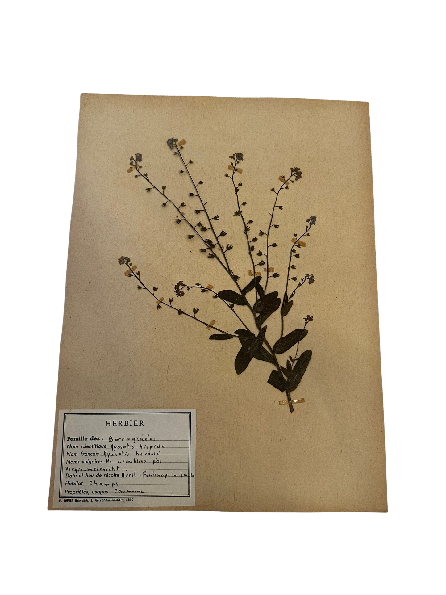 Antique French Herbarium Specimen – Myosotis hispida (Forget-Me-Not)