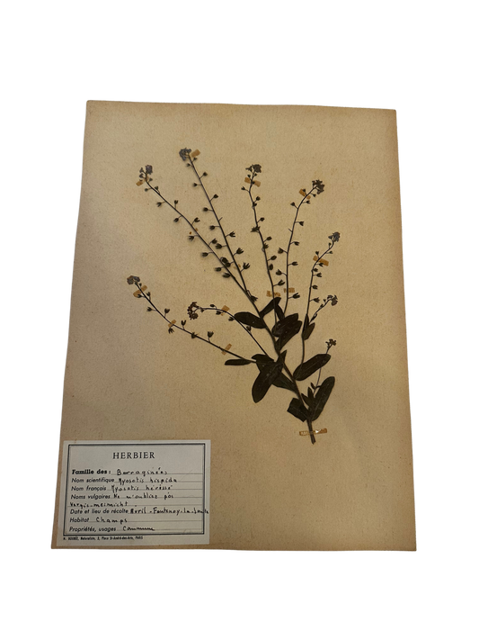 Antique French Herbarium Specimen – Myosotis hispida (Forget-Me-Not)