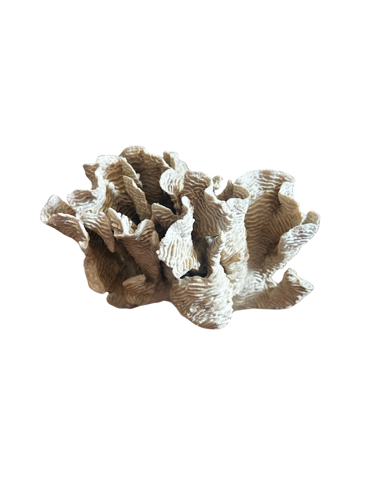Beige Lettuce Coral Cluster