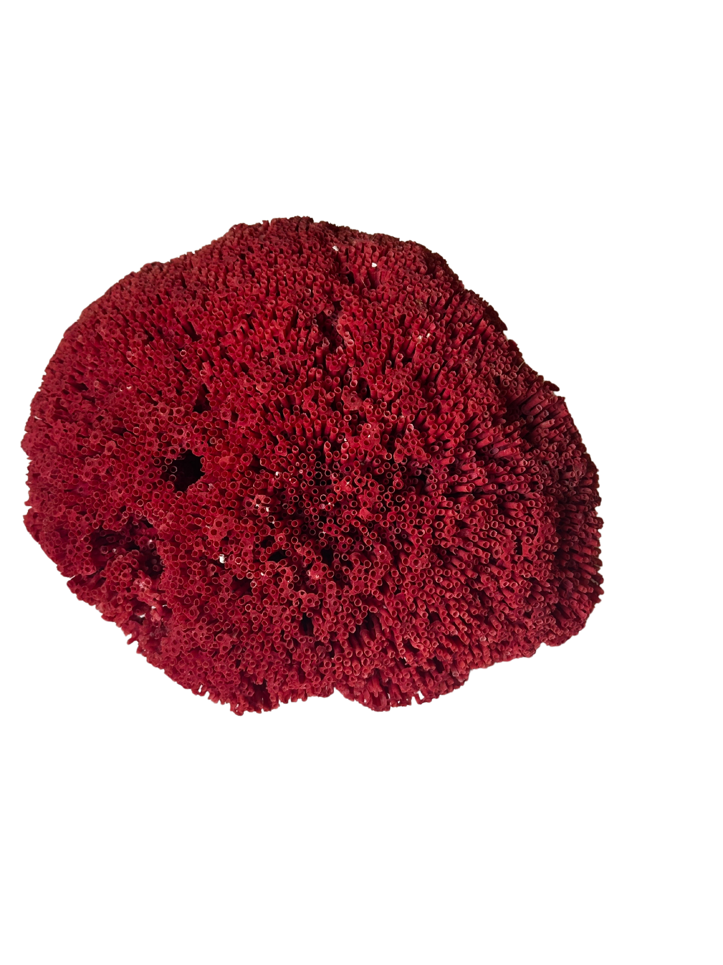 Red Pipe Organ Coral (Tubipora Musica)