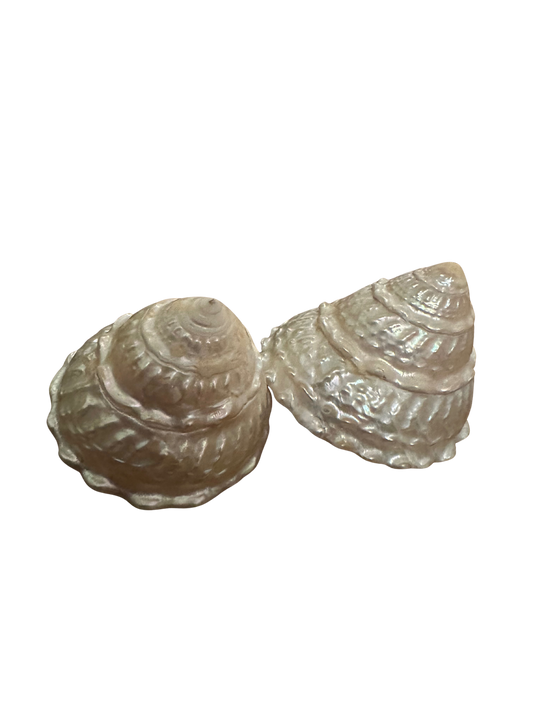 Pair of Mother of Pearl Shells
